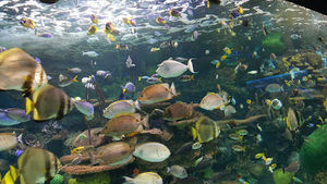 Meet your Posher, Amo